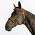 Filet équitation cuir muserolle française strass cheval et poney - 580 marron