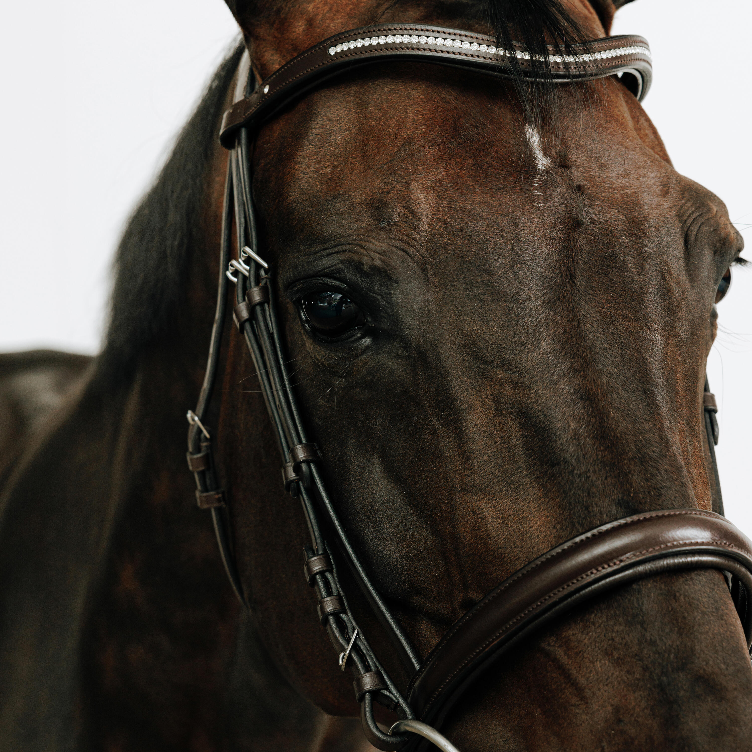 Filet équitation cuir muserolle française strass cheval et poney - 580 marron 4/5