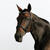 Filet équitation cuir muserolle française strass cheval et poney - 580 noir
