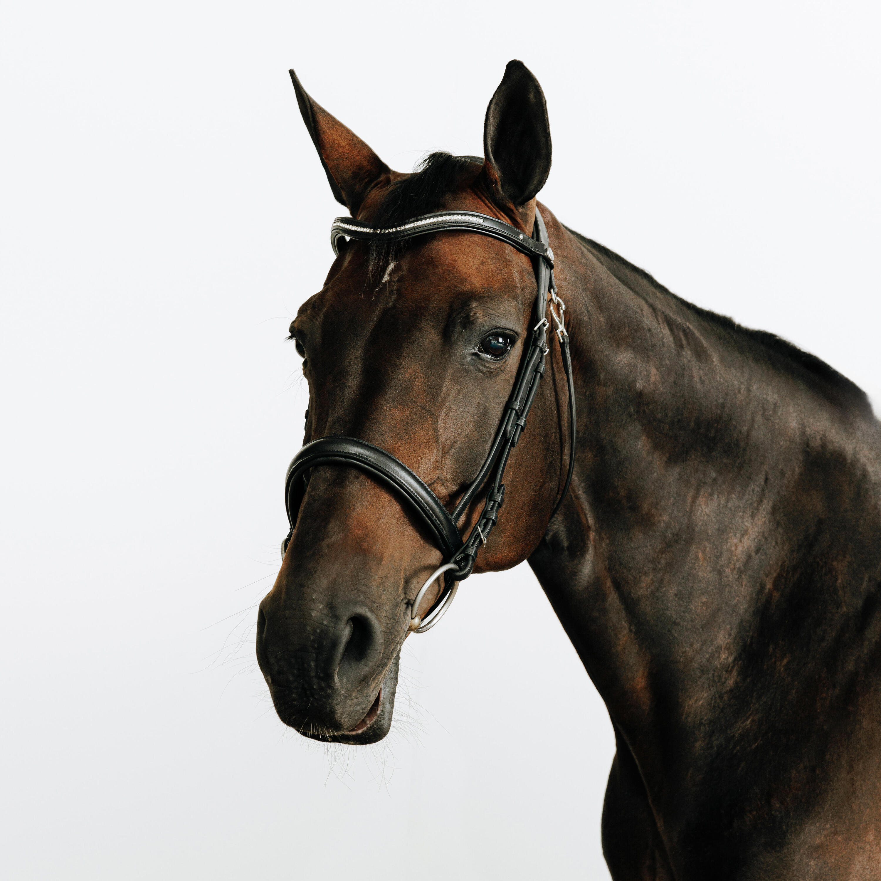 Testiera equitazione cavallo e pony 580 STRASS capezzina francese nera 1/5