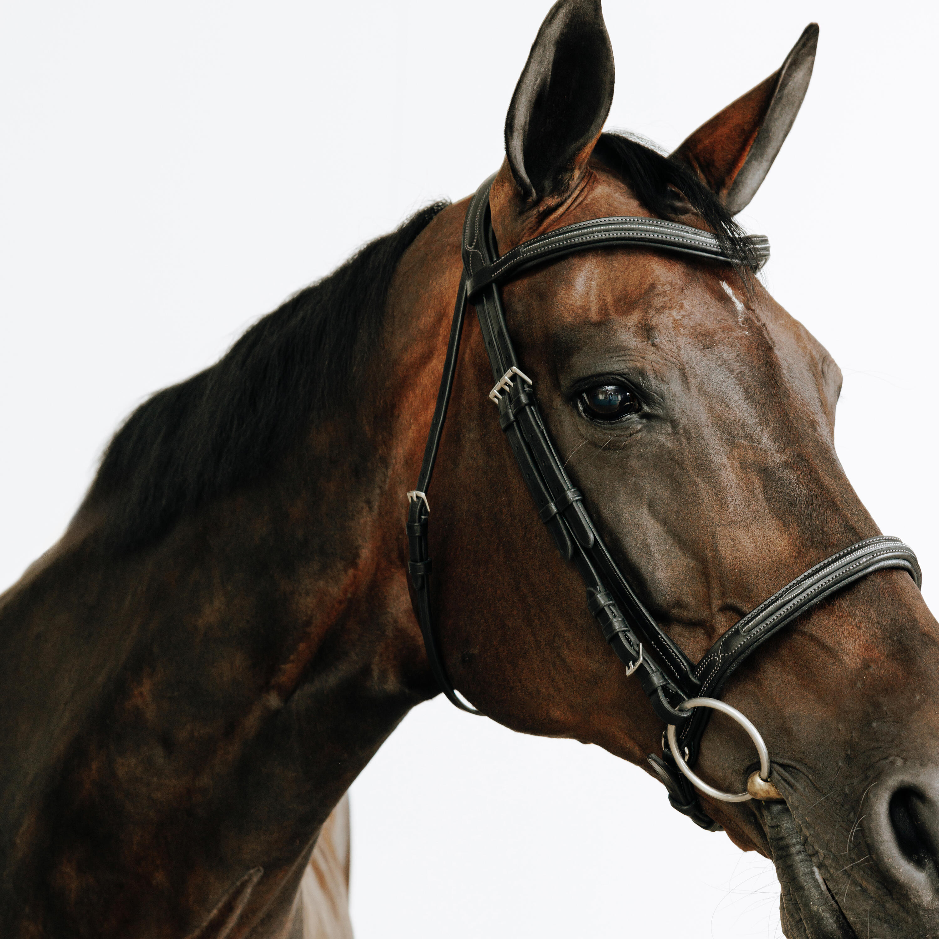 Trense 580 Ziernähte Leder Pferd/Pony schwarz 3/5