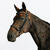 Filet équitation cuir muserolle française surpiqué cheval et poney - 580 noir