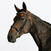Filet équitation cuir muserolle française surpiqué cheval et poney - 580 noir