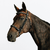 Filet équitation cuir muserolle française surpiqué cheval et poney - 580 noir