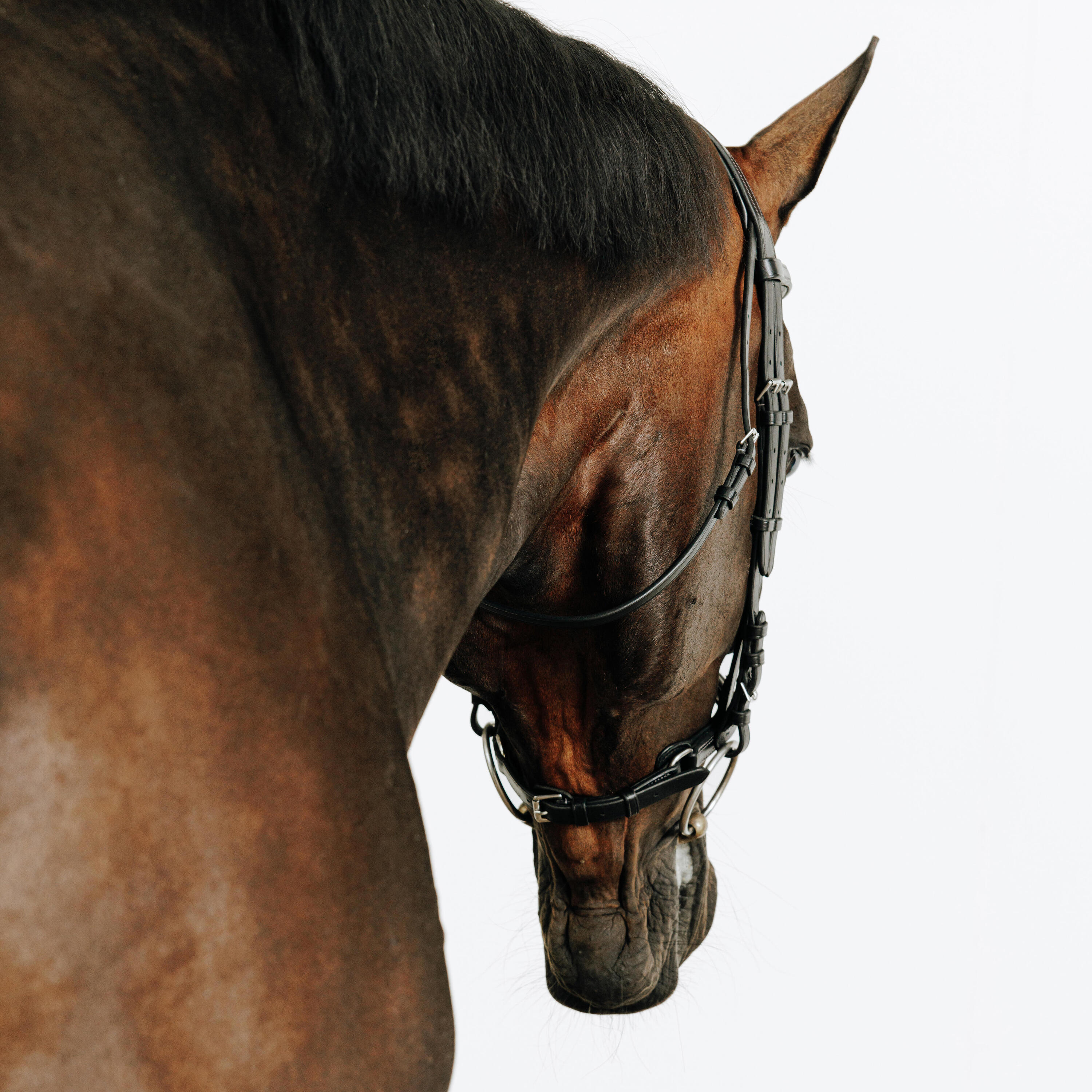Trense 580 Ziernähte Leder Pferd/Pony schwarz 5/5