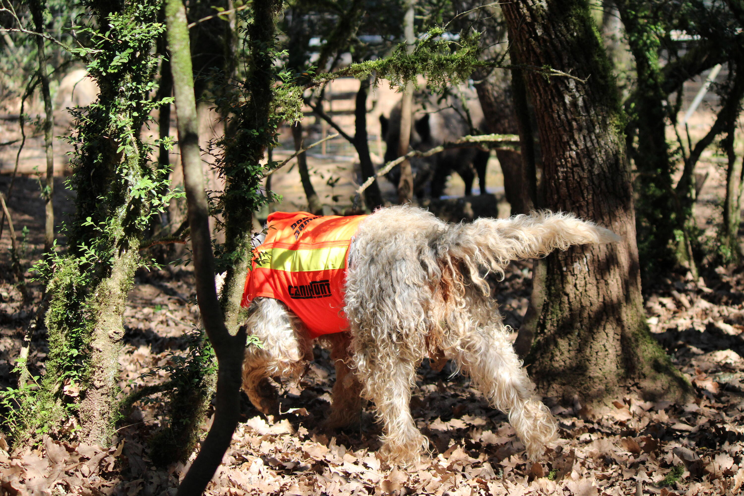 Gilet de protection pour chien Canihunt Dog Armor V3 9/14