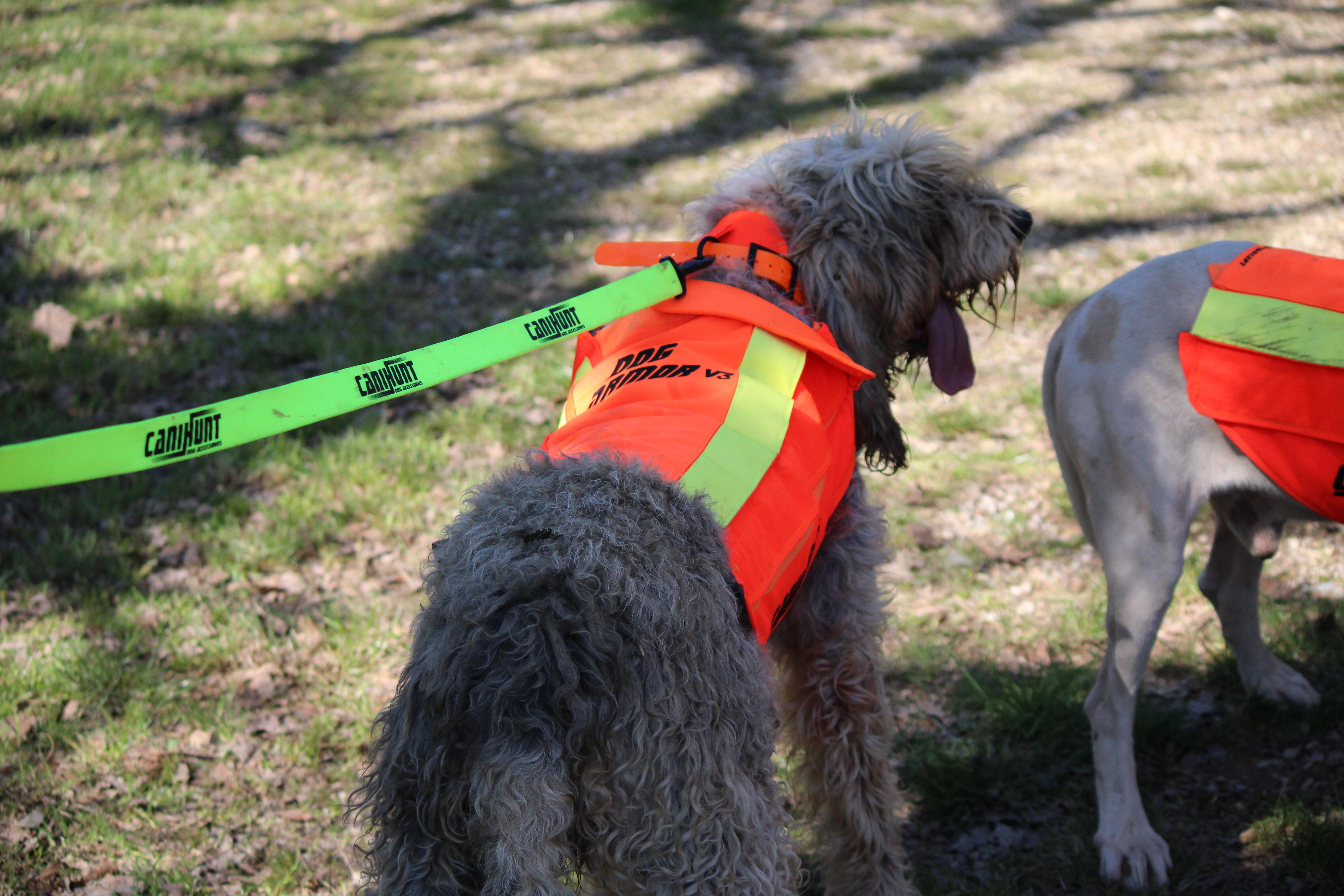 Gilet Protection Chien Gilet De SÃ©curitÃ© Pour Chien De Chasse