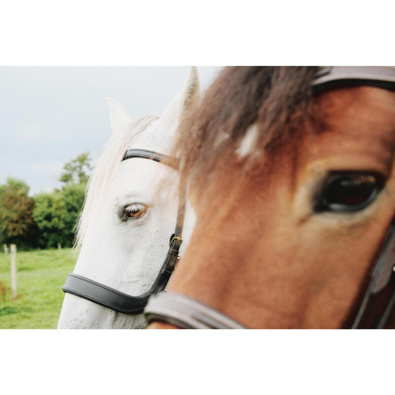 Filet sans mors équitation Cheval et Poney - noir