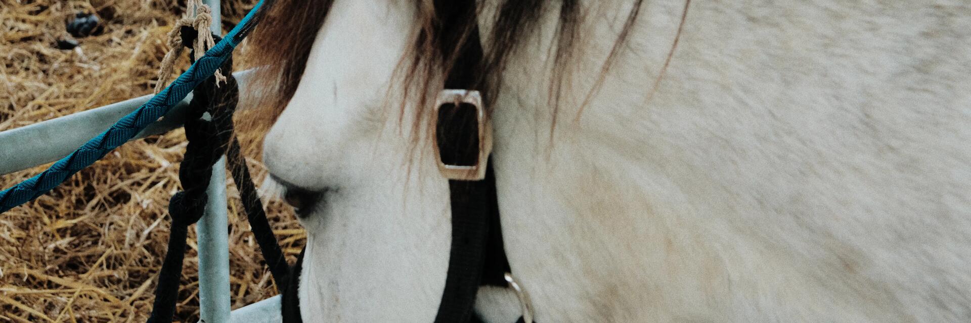 Koń na uwięzy