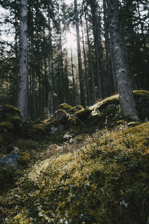 mtb crosscountry