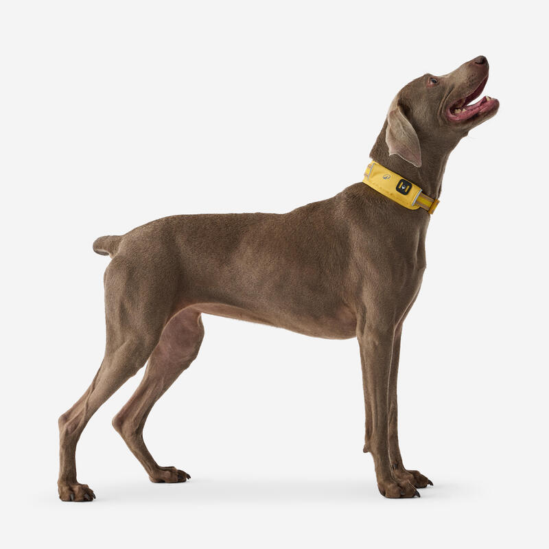 Collier pour chien 500 jaune