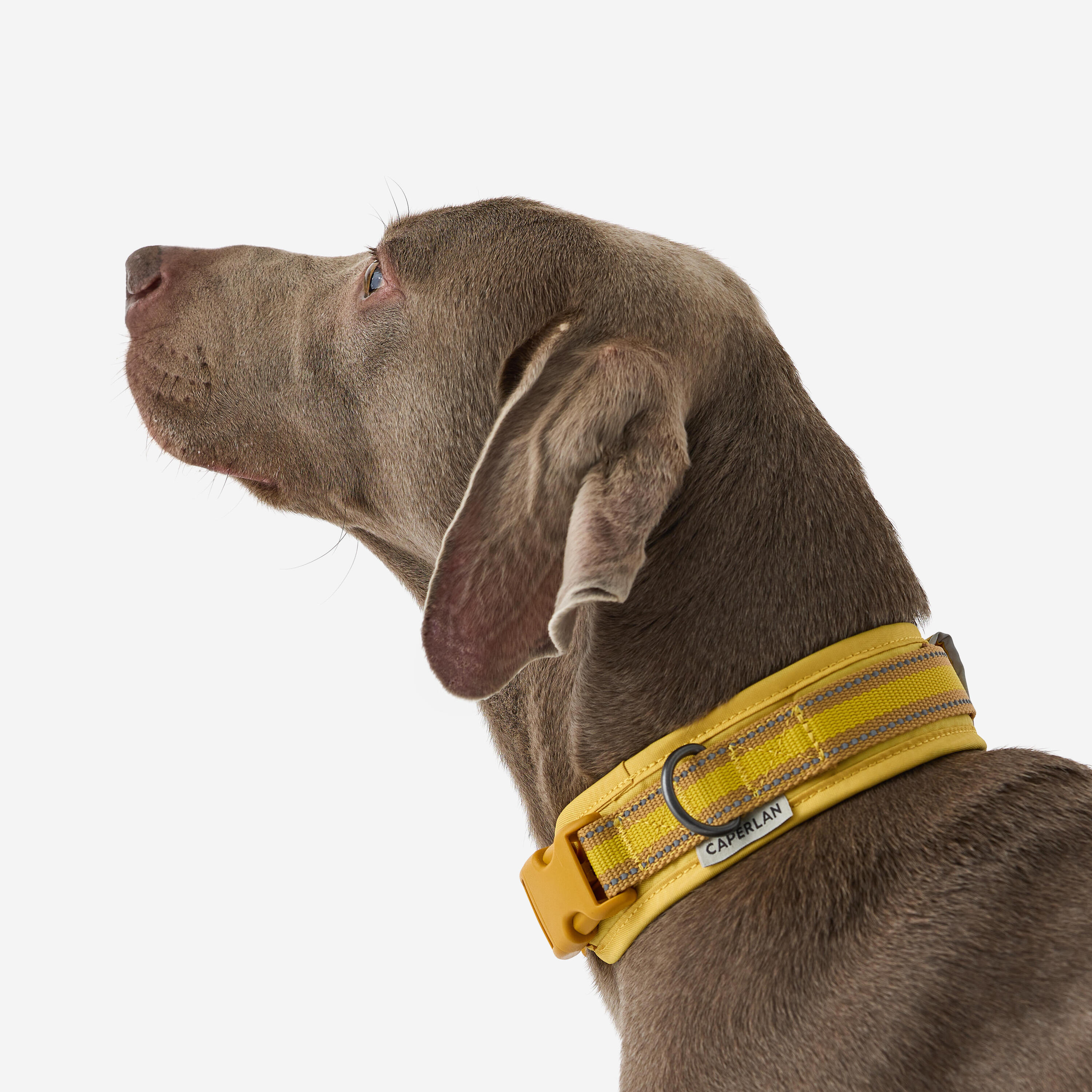 Dog collar 500 yellow 5/9