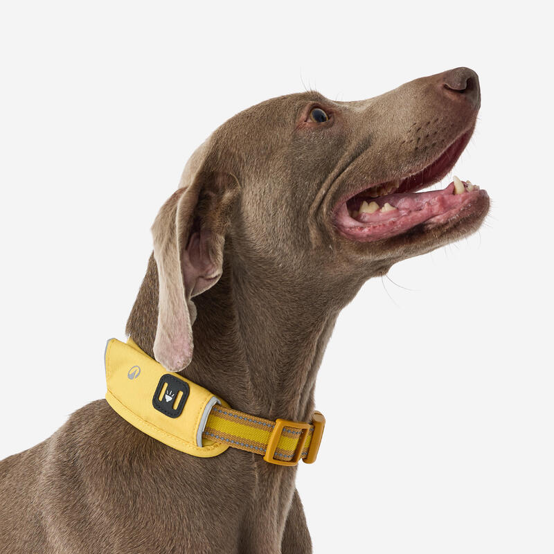 Collier pour chien 500 jaune