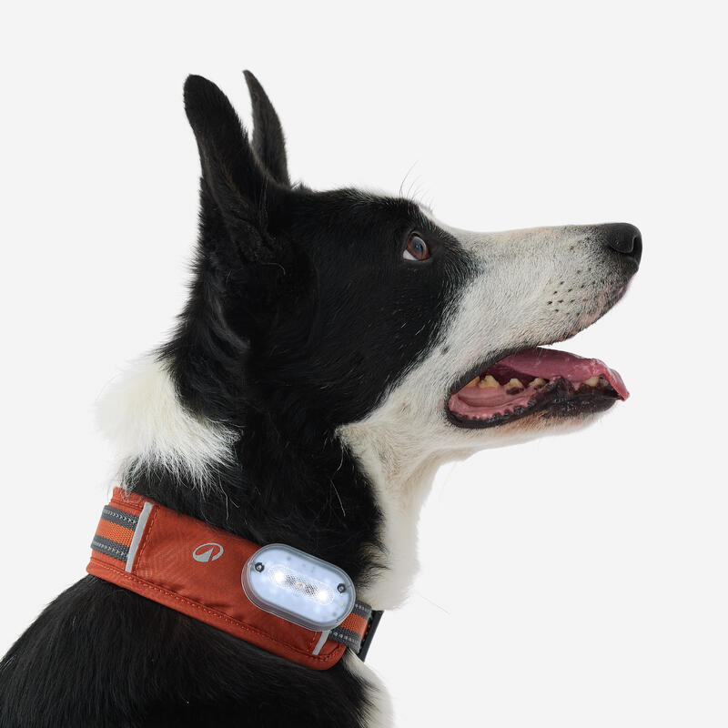 Collier pour chien 500 terracotta