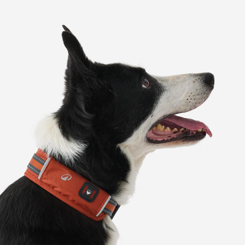 Collier pour chien 500 terracotta
