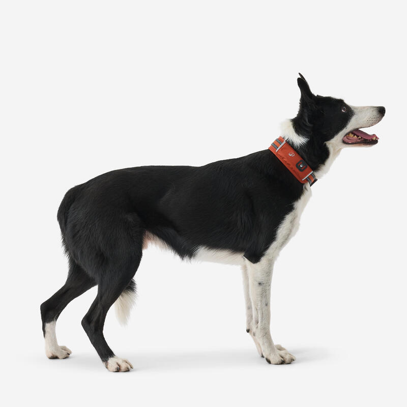 Collier pour chien 500 terracotta