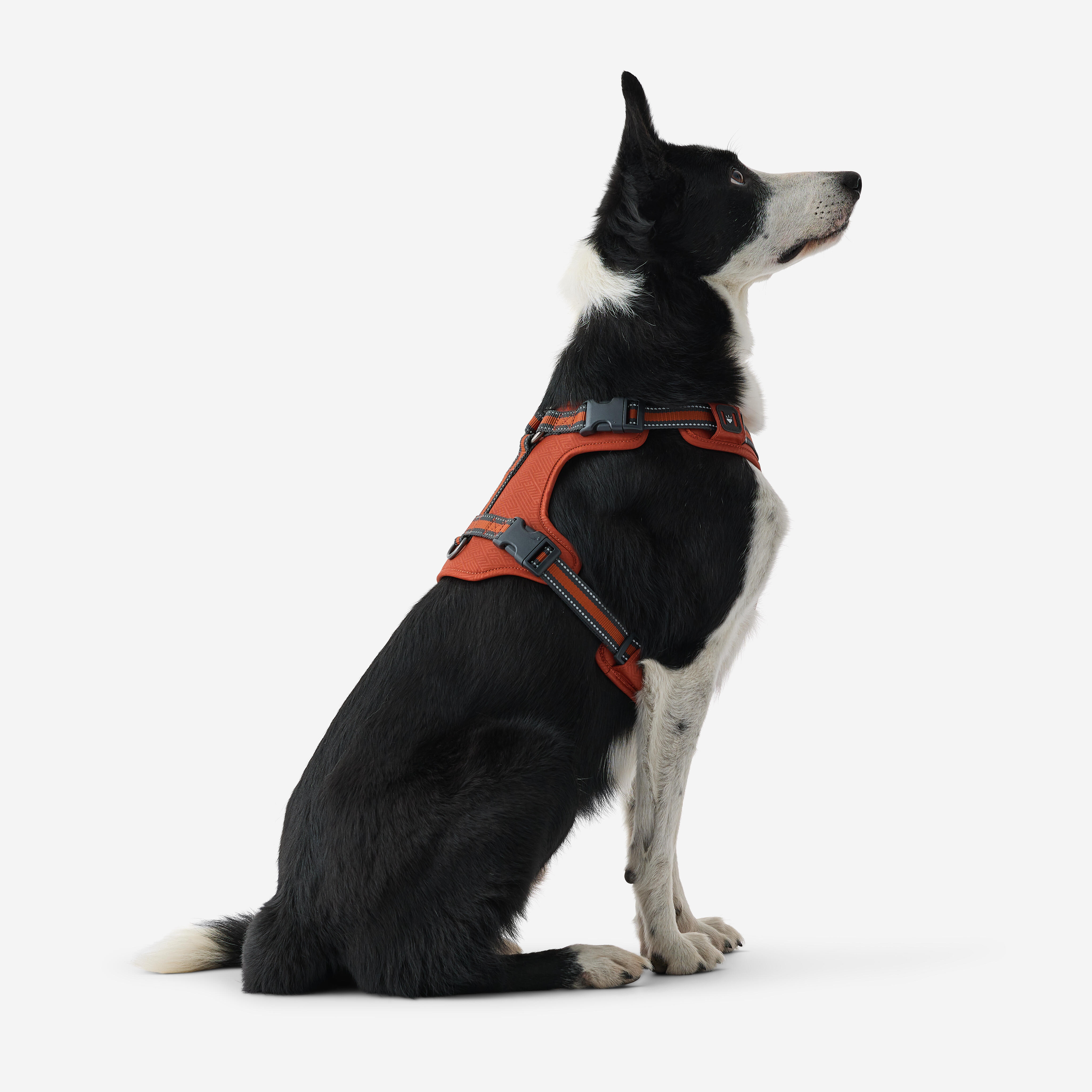 Harnais pour chien, 500 - CAPERLAN