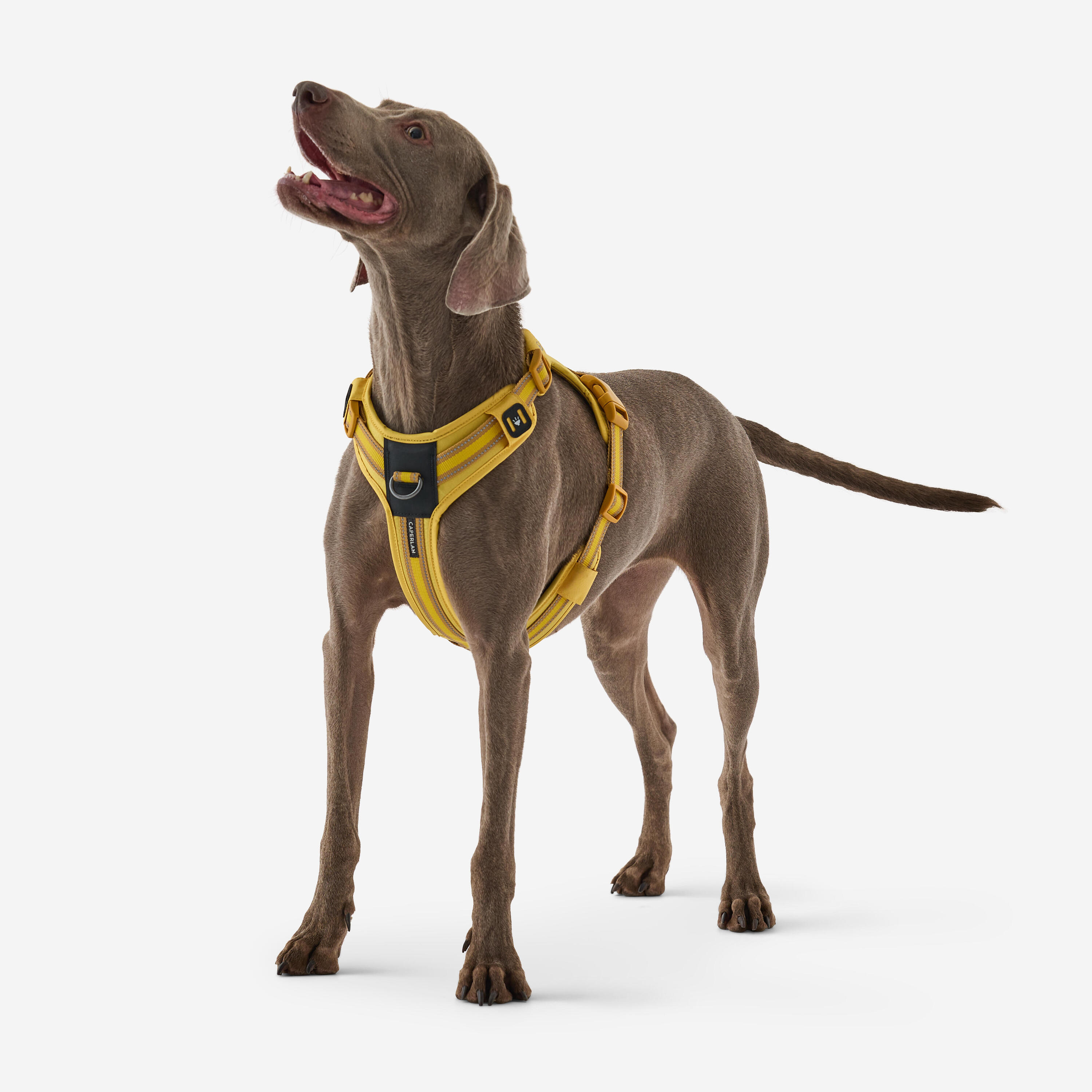 CAPERLAN Arnés Perro Solognac 500 Amarillo