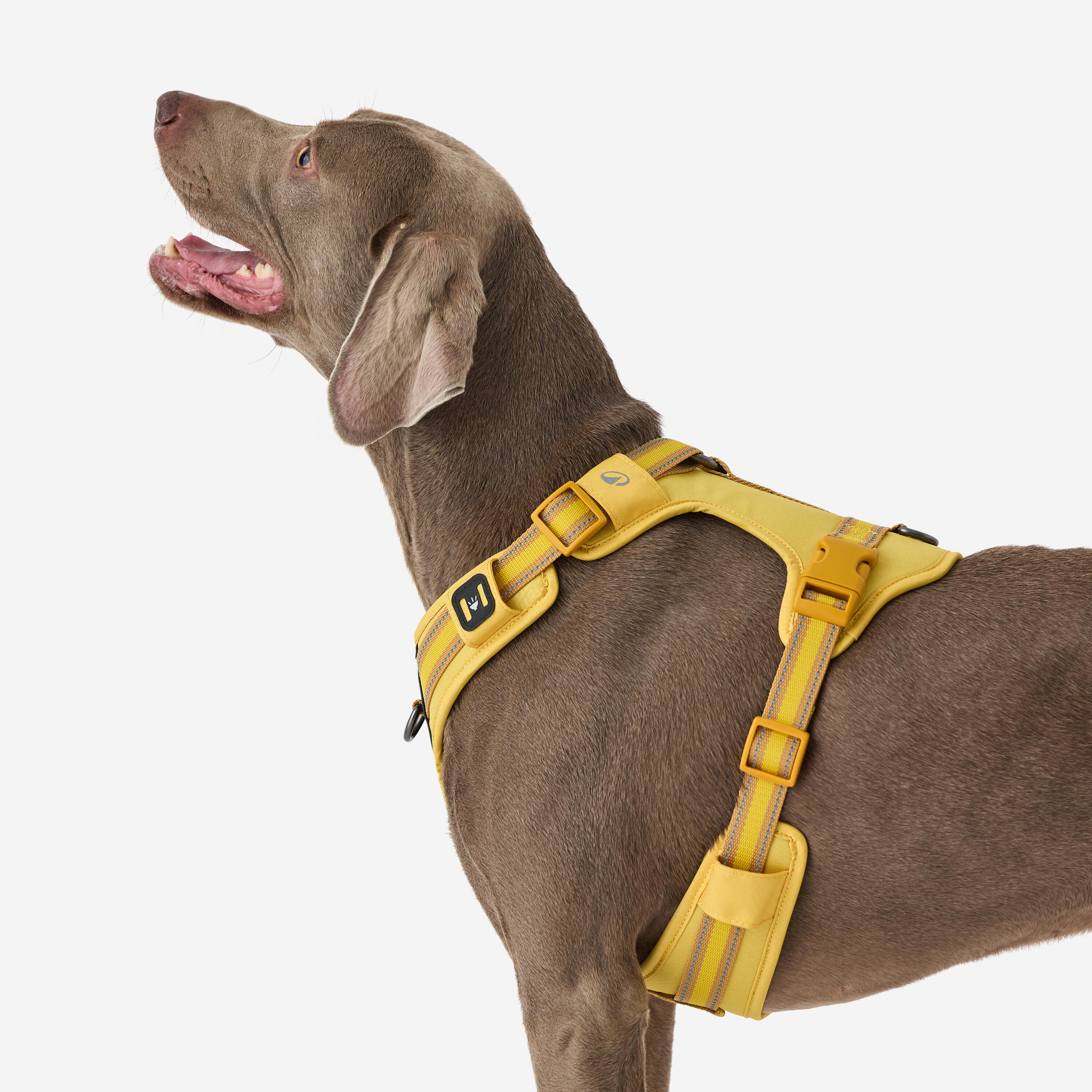 Arnês de Cão de Caça Outdoor 500 Amarelo 8/17