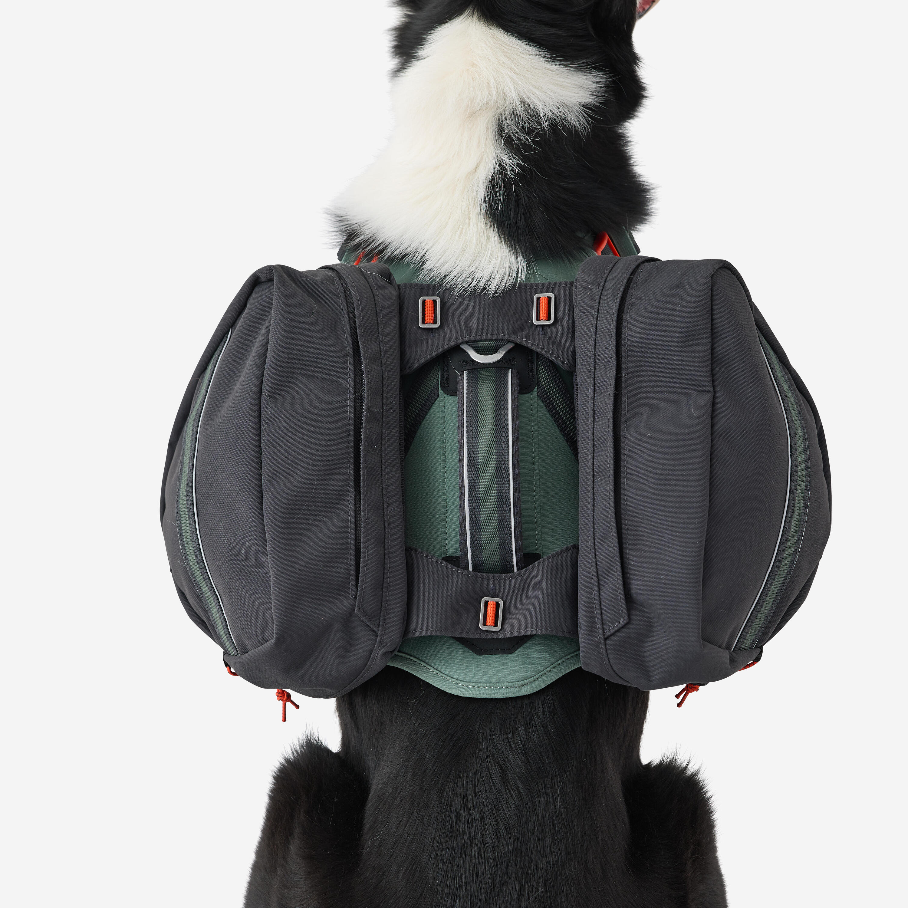 Harnais de randonnée pour chien CAPERLAN Decathlon