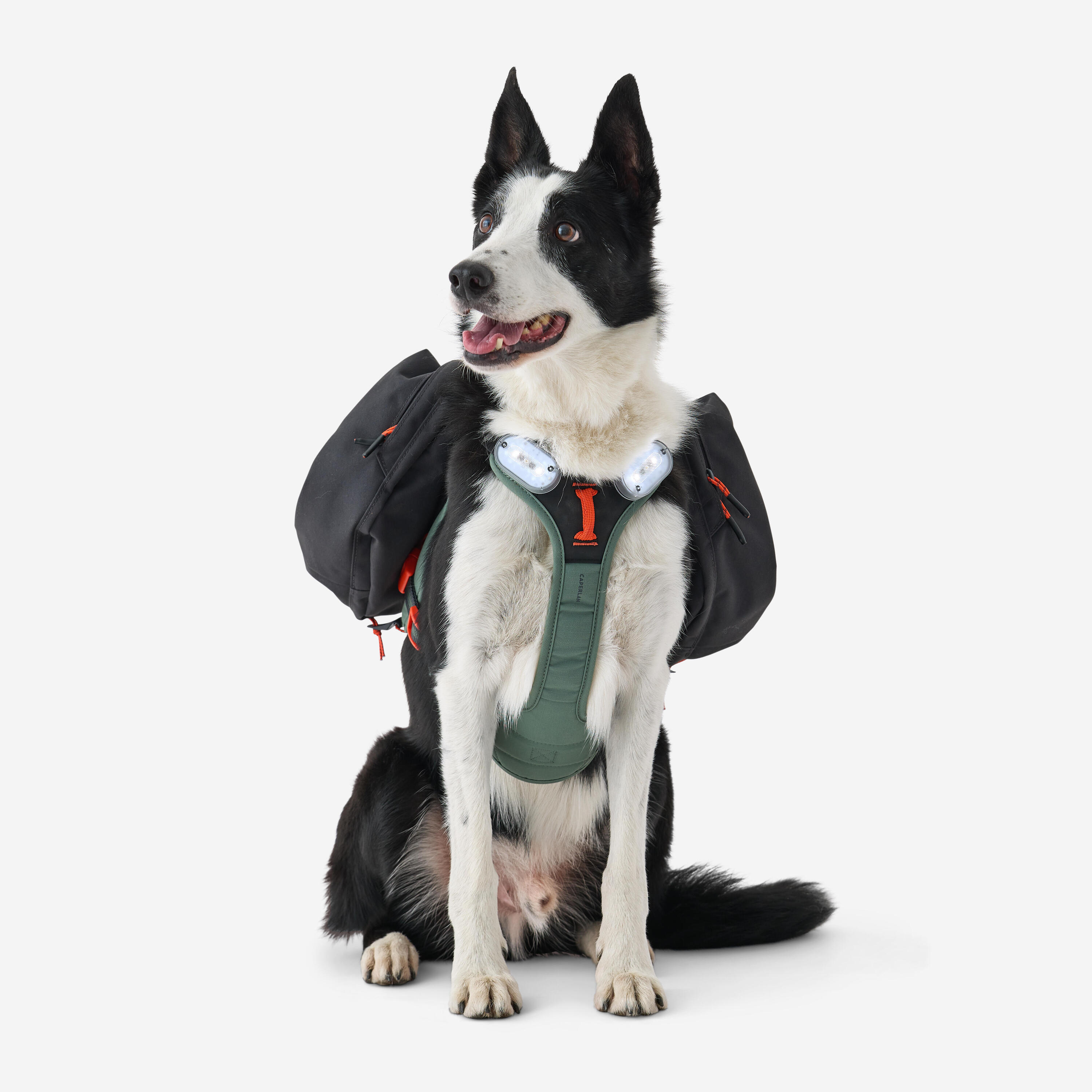 Harnais de randonnée pour chien 10/25