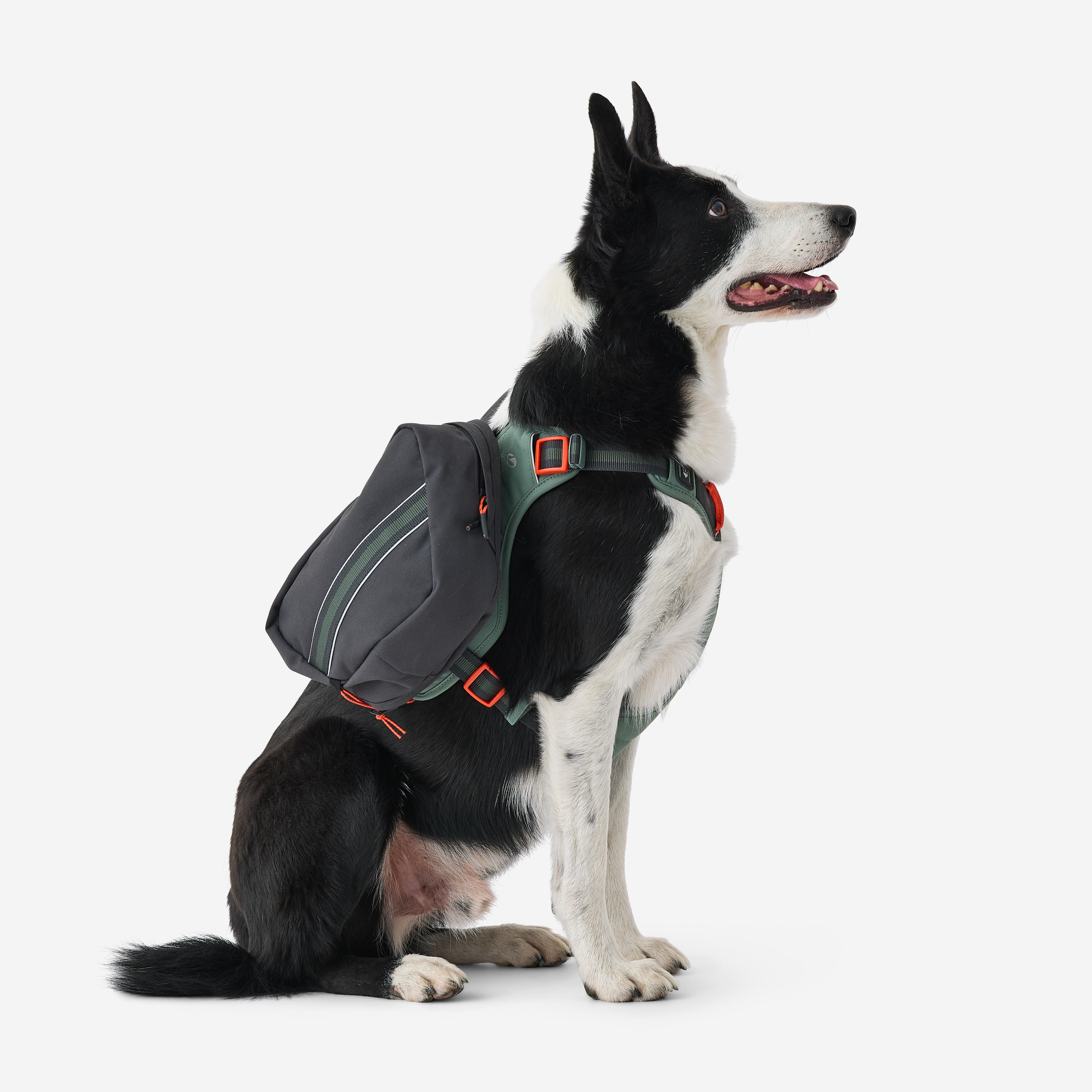 Harnais de randonnée pour chien - CAPERLAN