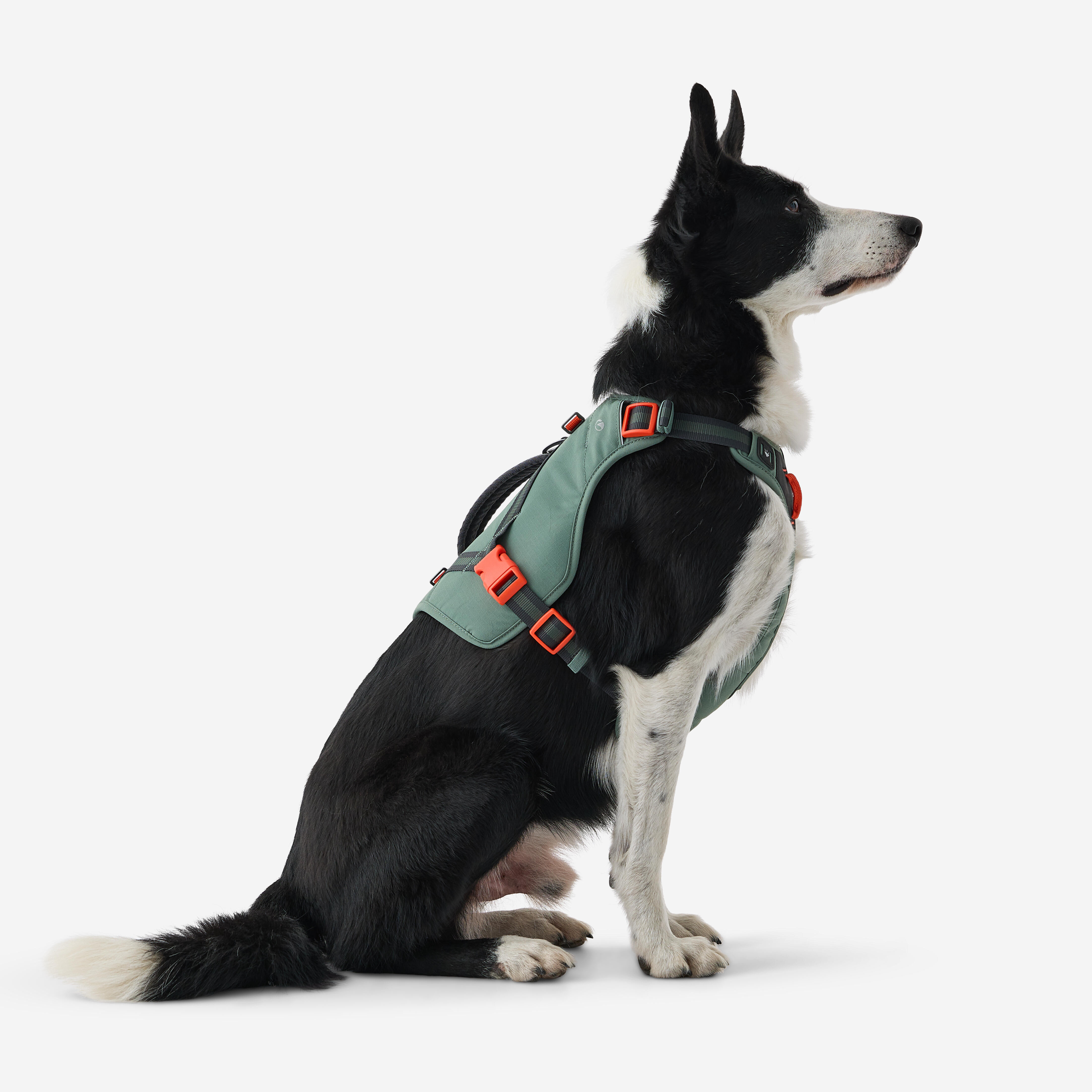 Harnais de randonnée pour chien - CAPERLAN