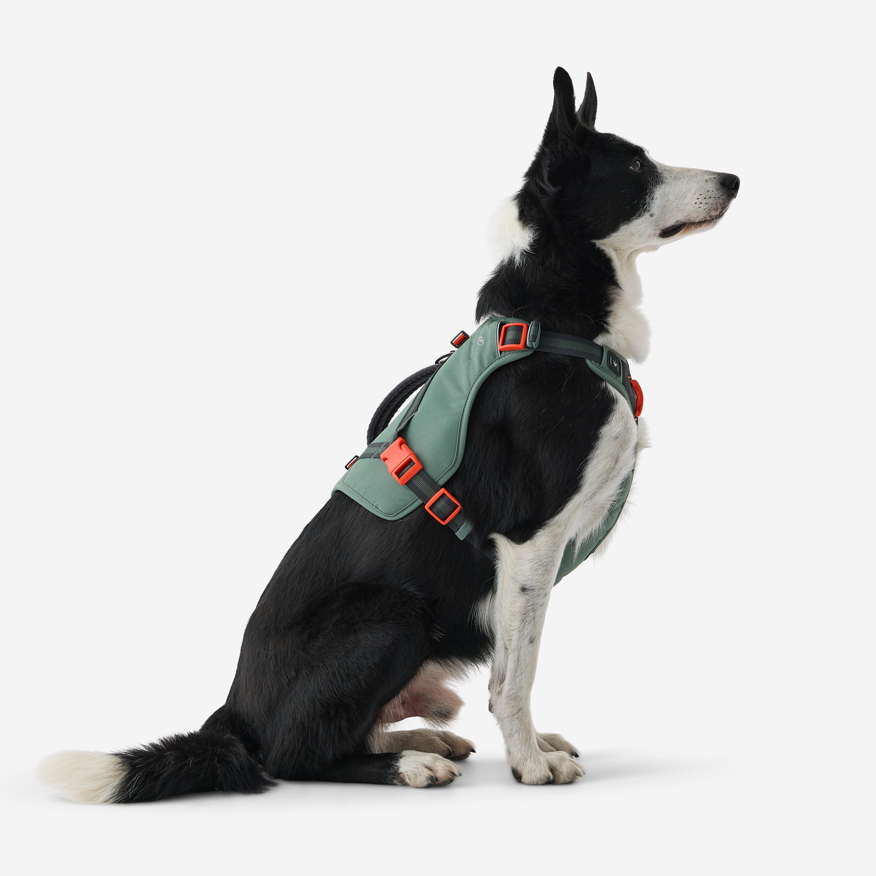 Harnais de randonnée pour chien 6/25