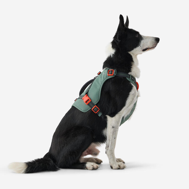 Harnais de randonnée pour chien