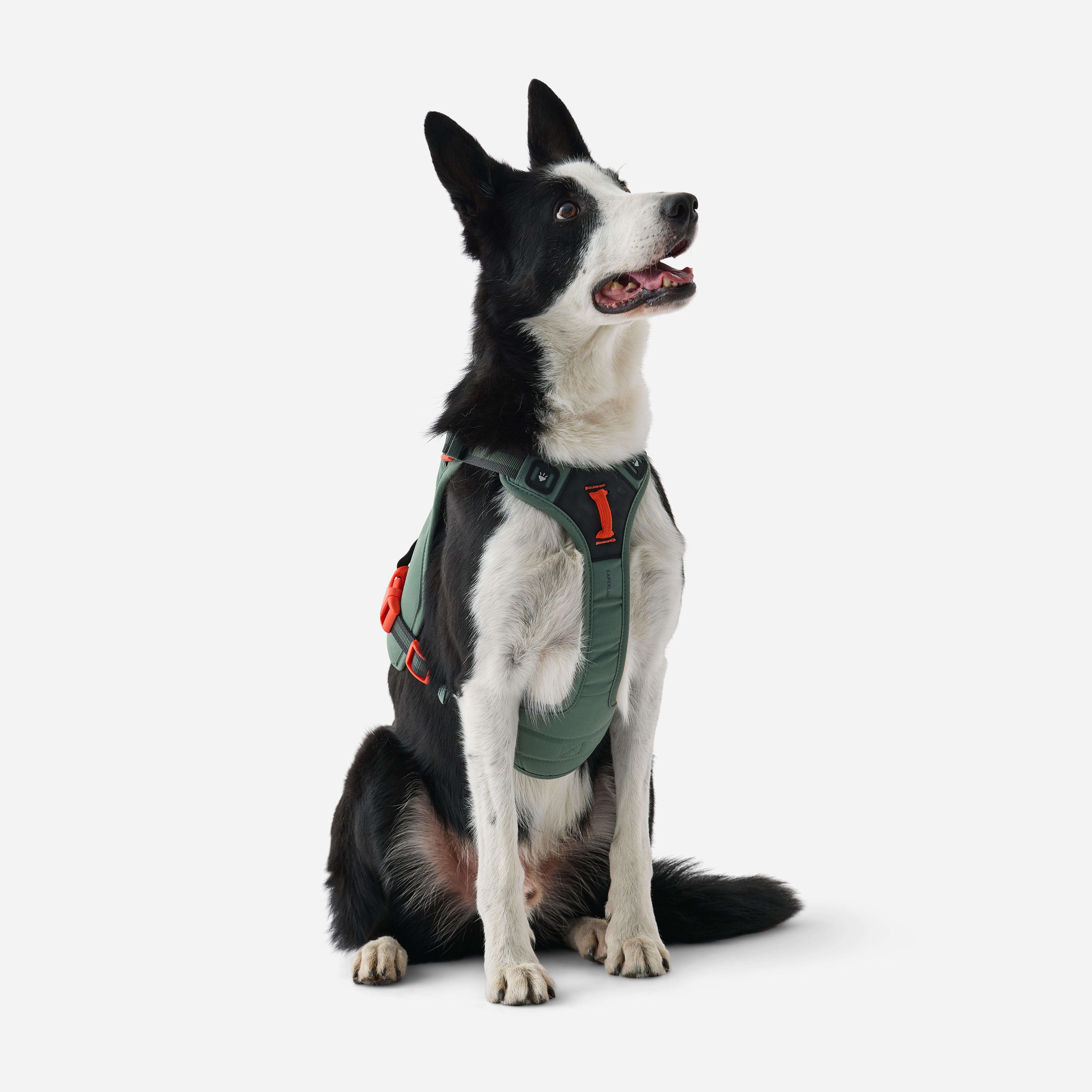 Harnais de randonnée pour chien - CAPERLAN