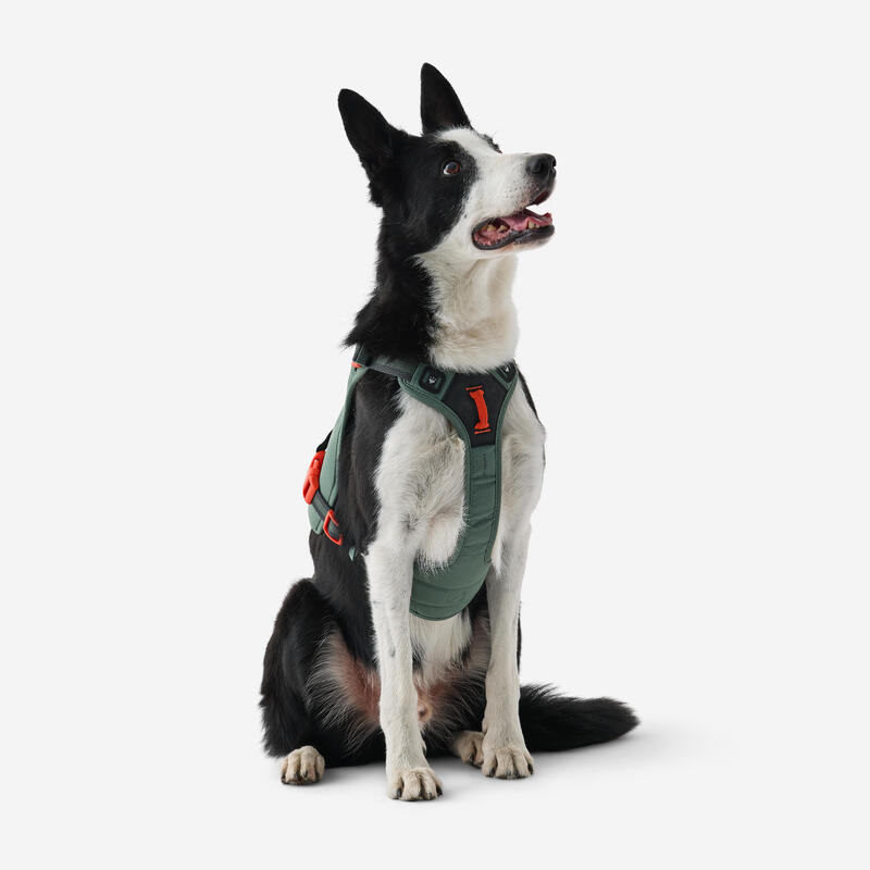 Harnais de randonnée pour chien
