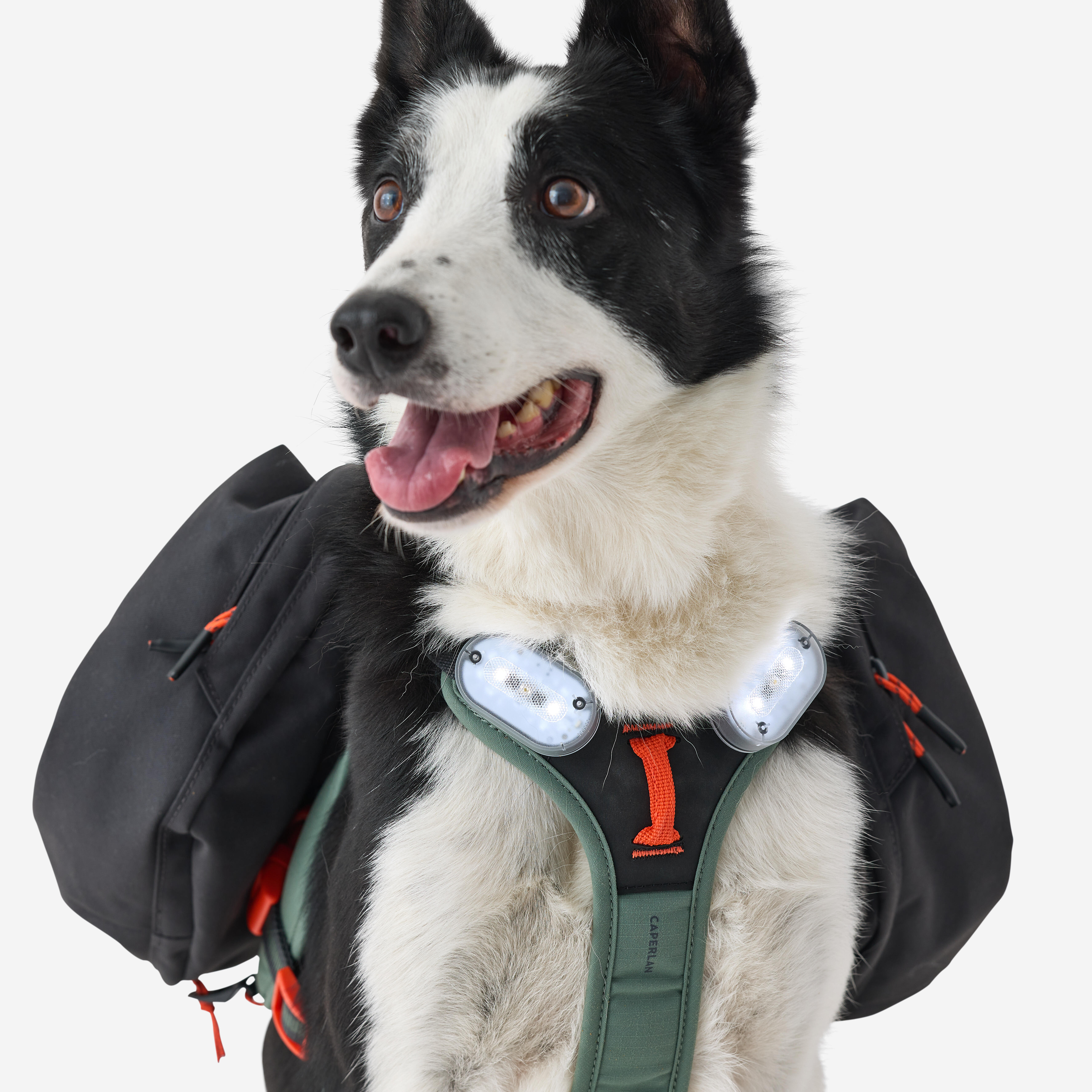 Harnais de randonnée pour chien - CAPERLAN