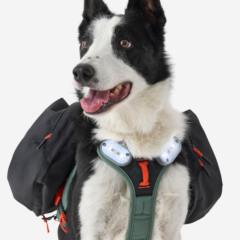 Harnais de randonnée pour chien