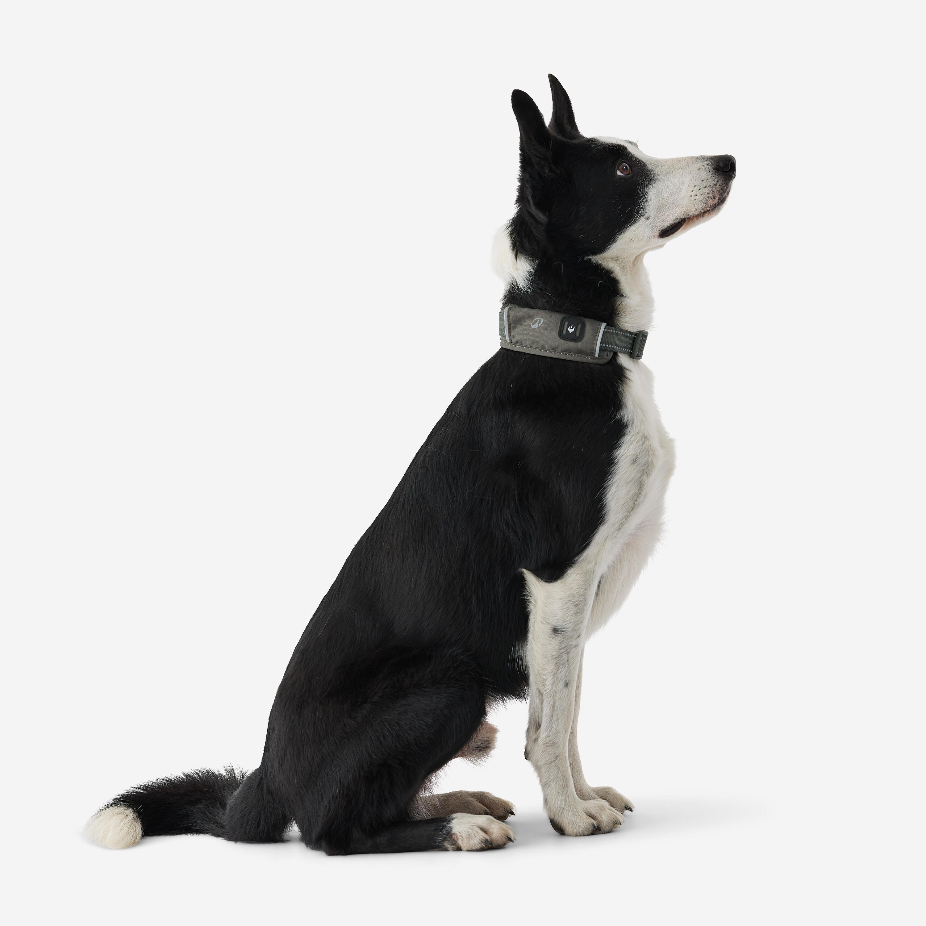 Collier pour chien, Outdoor 500 6/11