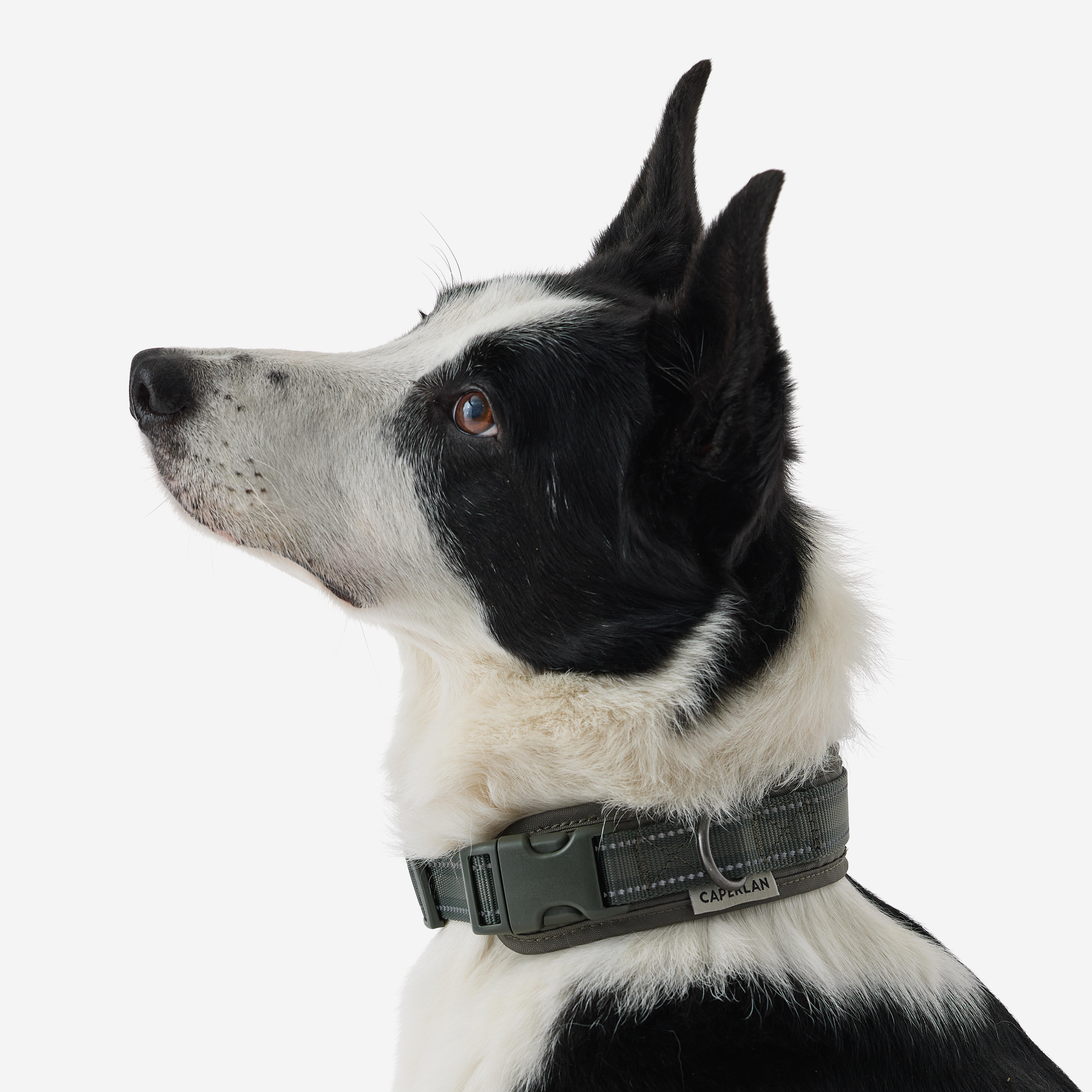 Collier pour chien, Outdoor 500 - CAPERLAN