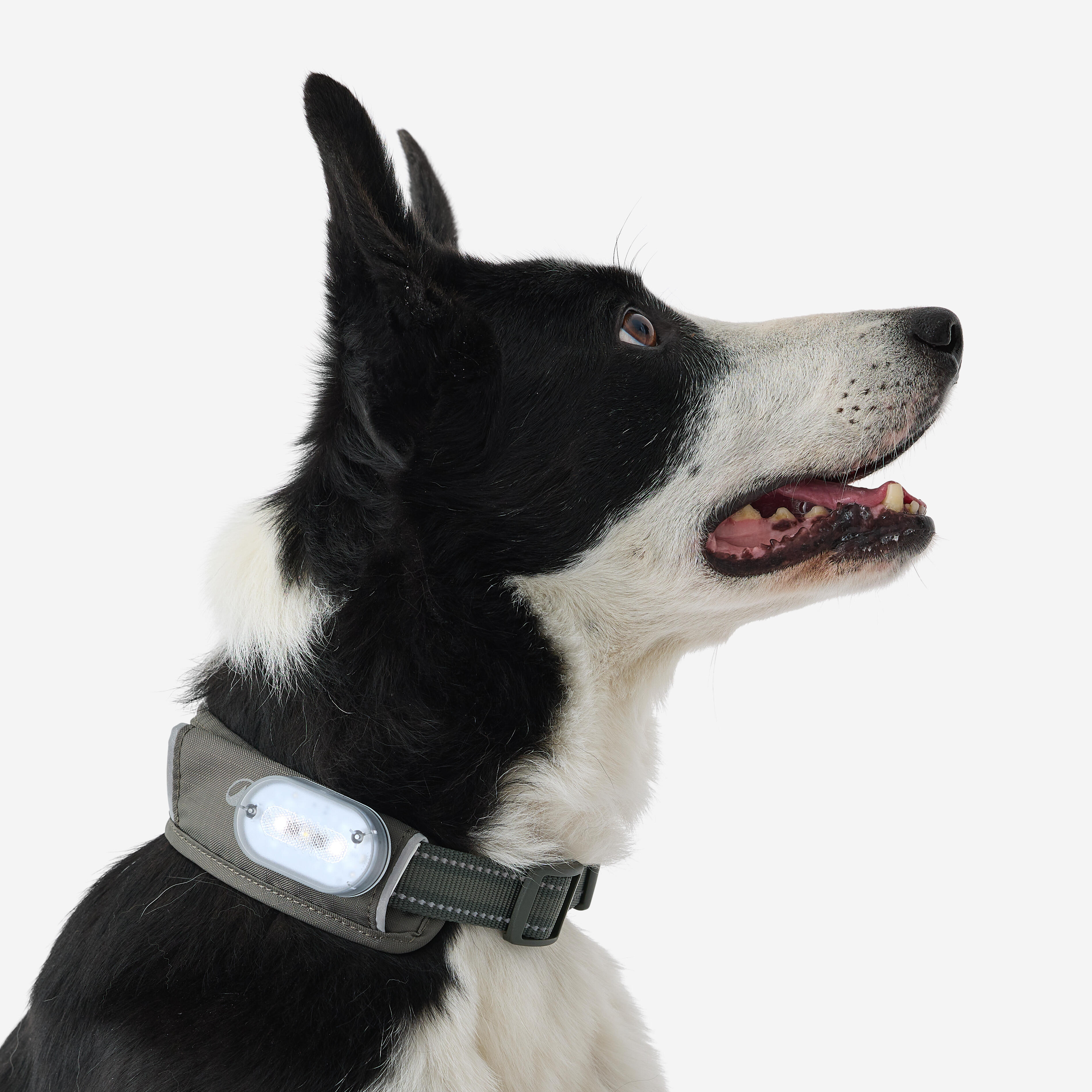 Collier pour chien, Outdoor 500 - CAPERLAN