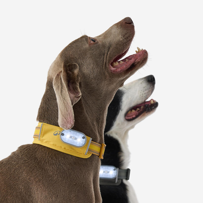 Collier pour chien 500 jaune