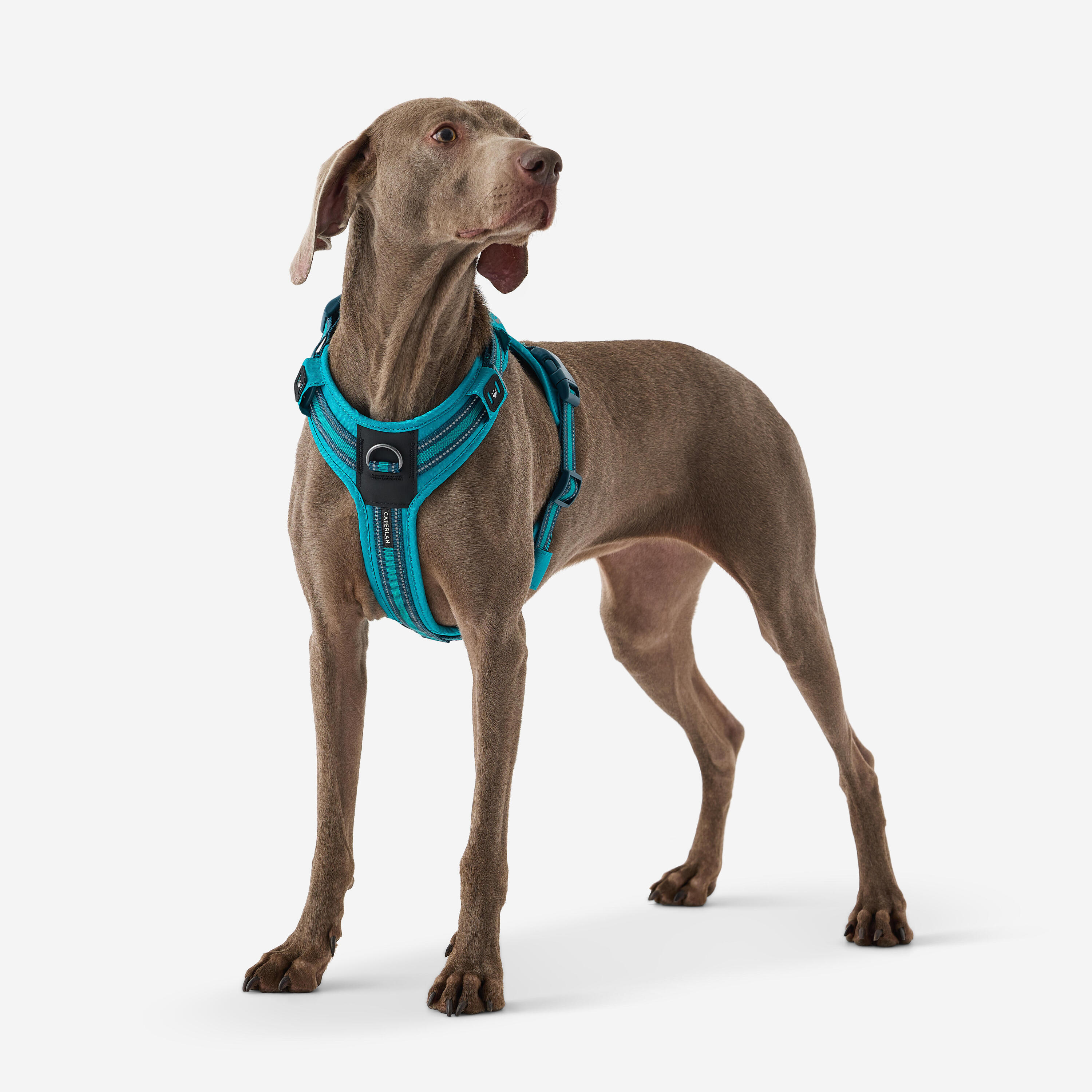 Dog harnesses