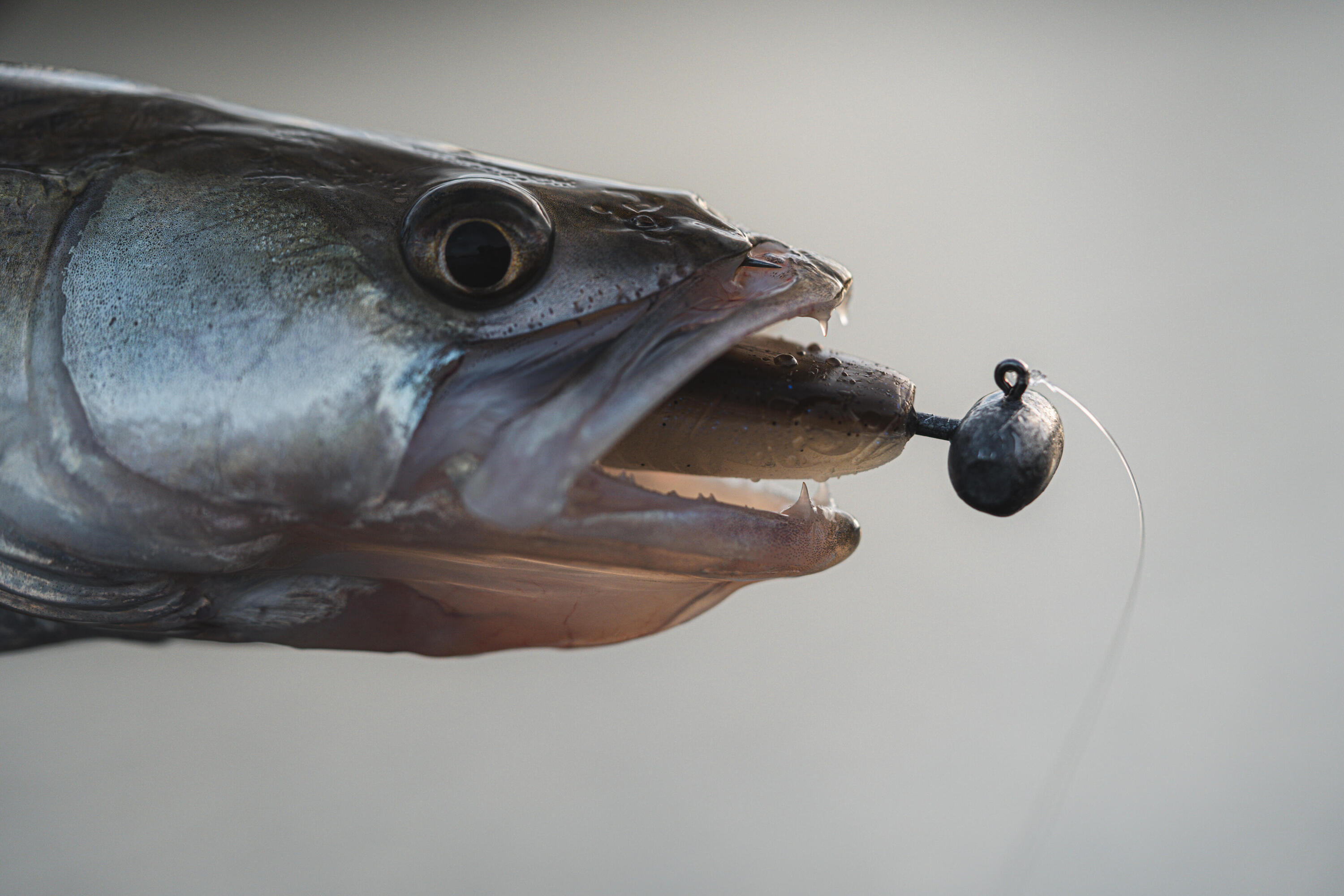 Amostra Flexível de Pesca YUBARI FAT SHAD com Atrativo Holographic Pumpkin 6/9