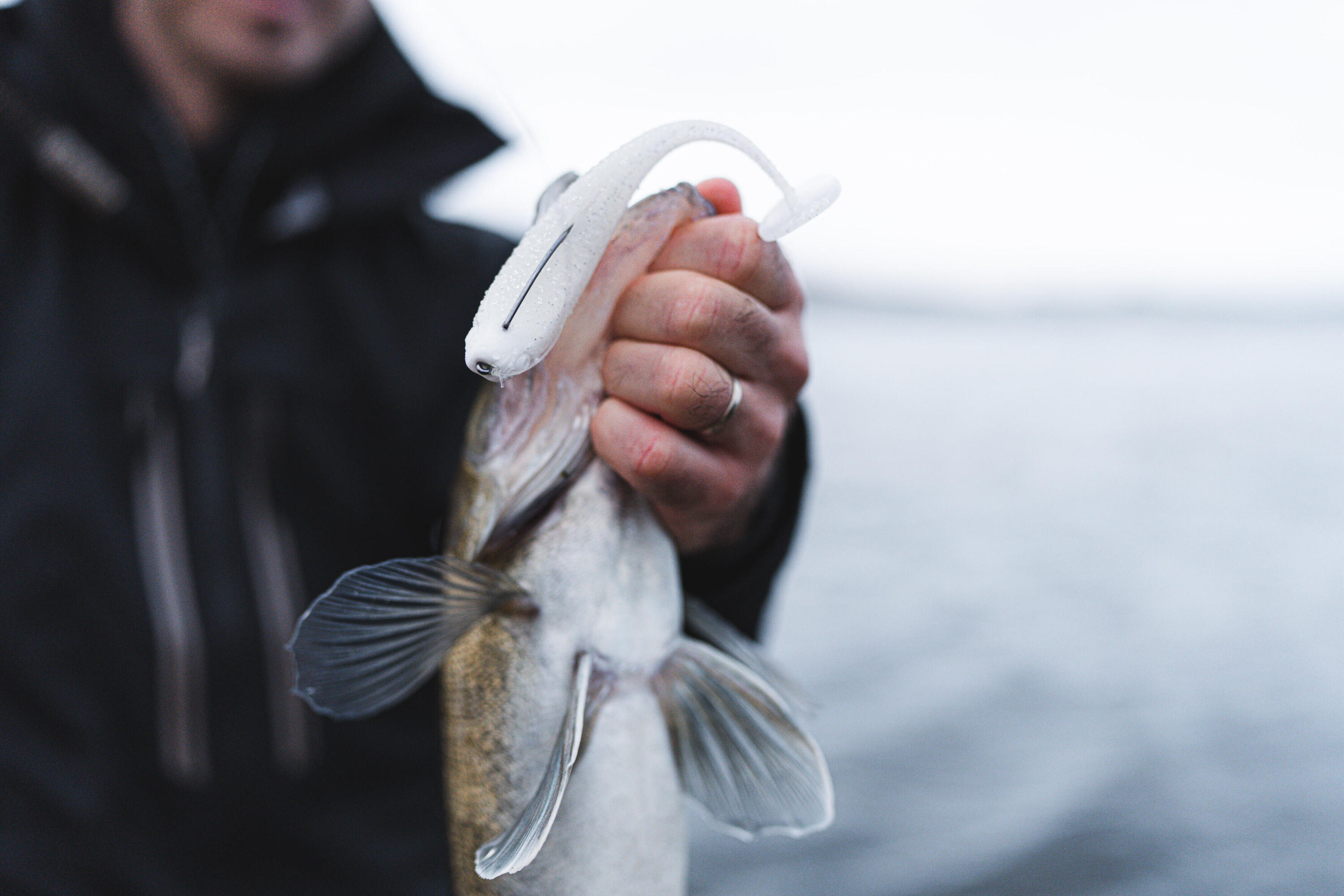 Gummiköder Yubari Fatshad mit Lockstoff weiss 6/10