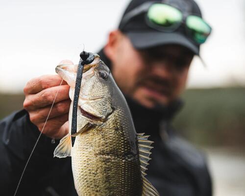 black bass