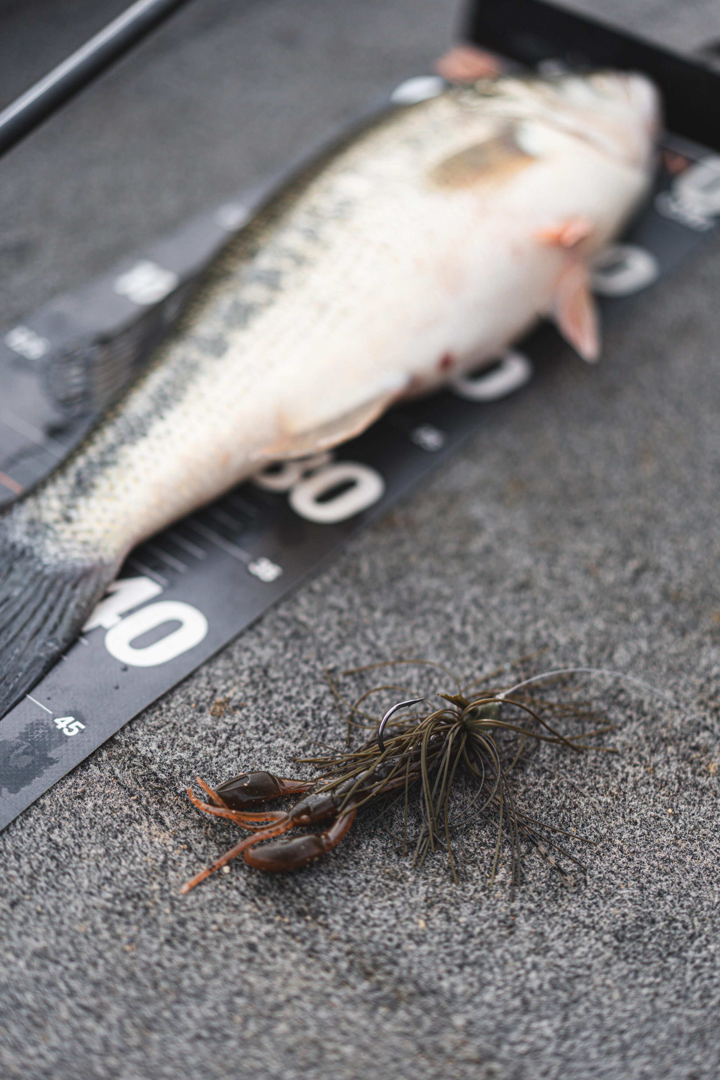 Fishing Lure - Predator Green Pumpkin - CAPERLAN