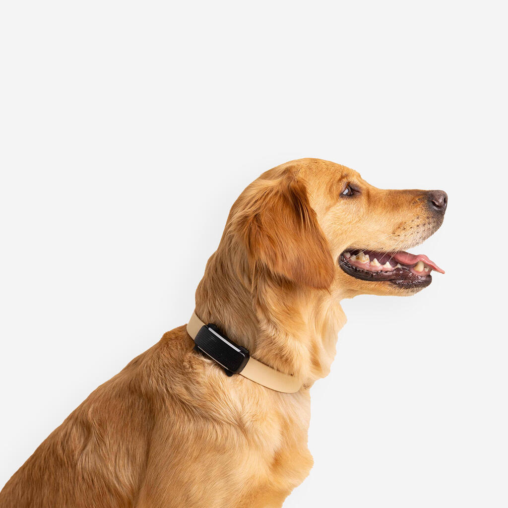 Pasja ovratnica TRACTIVE DOG6 GPS