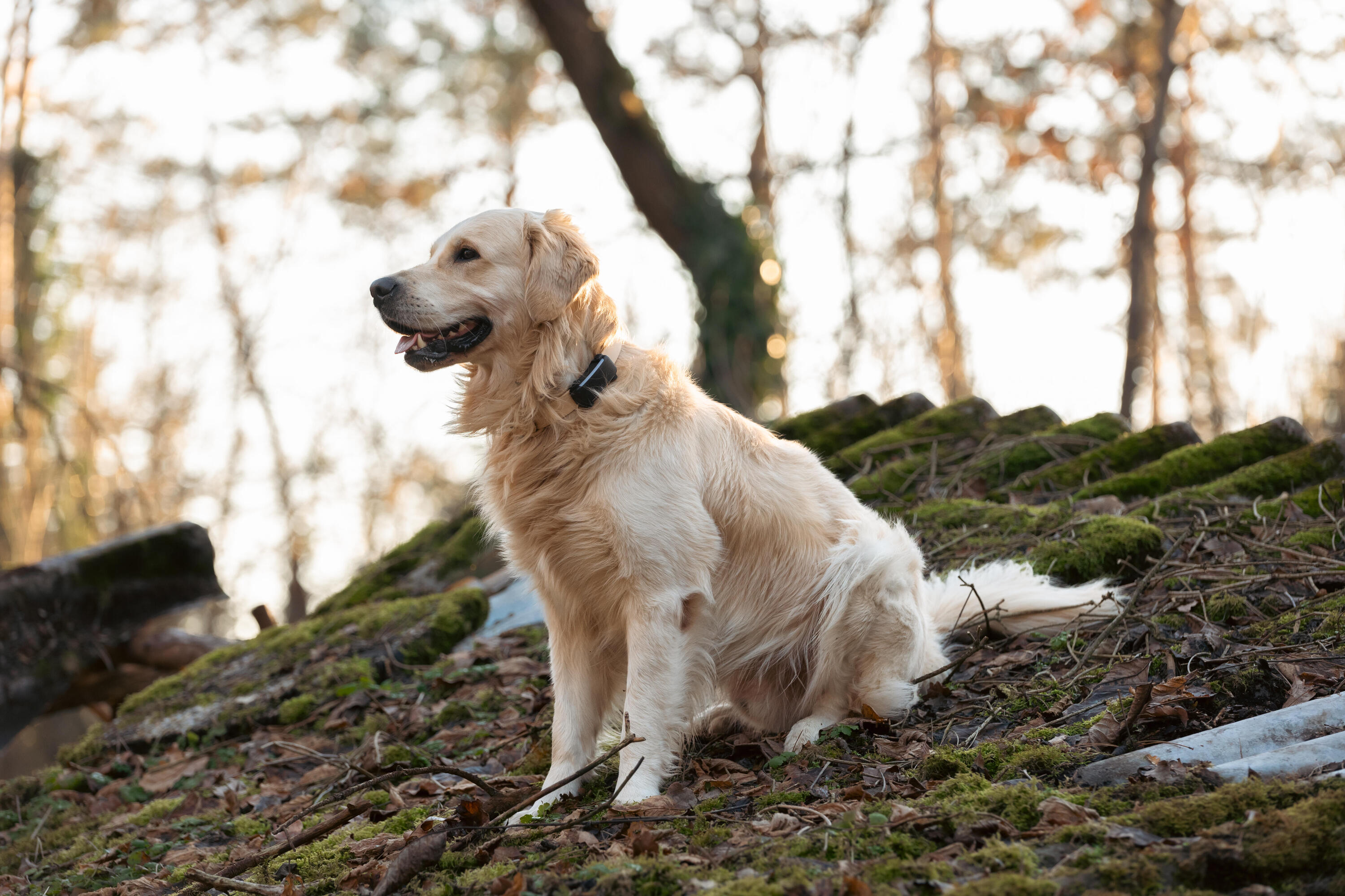 Psí obojek s GPS DOG6 7/8