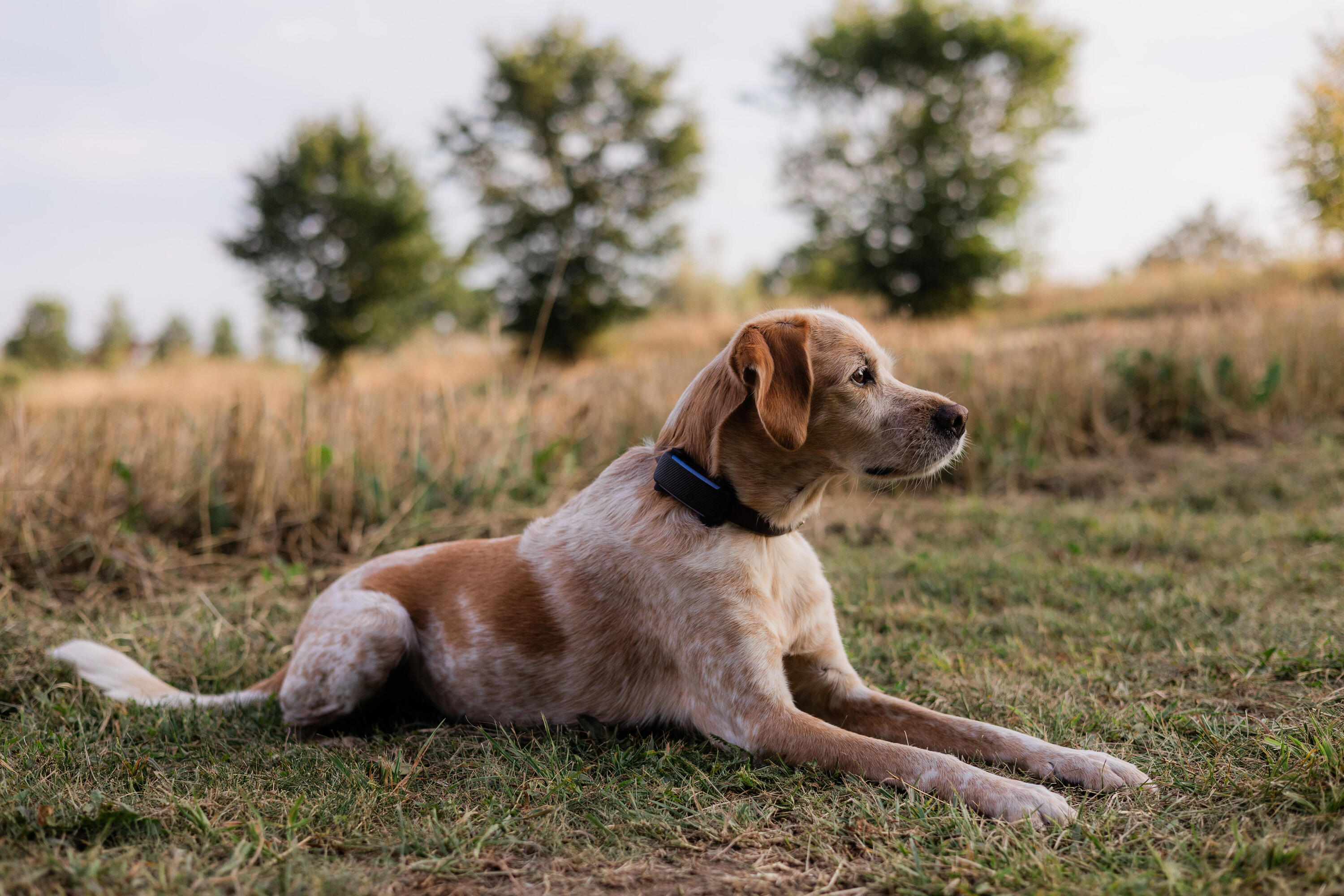 Psí obojek s GPS DOG6 8/8
