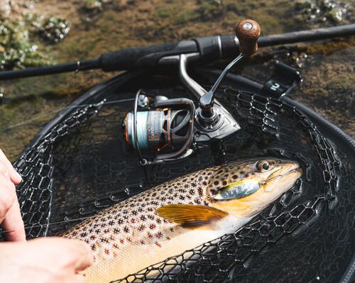 Truite pris à la cuiller, pêche aux leurres 
