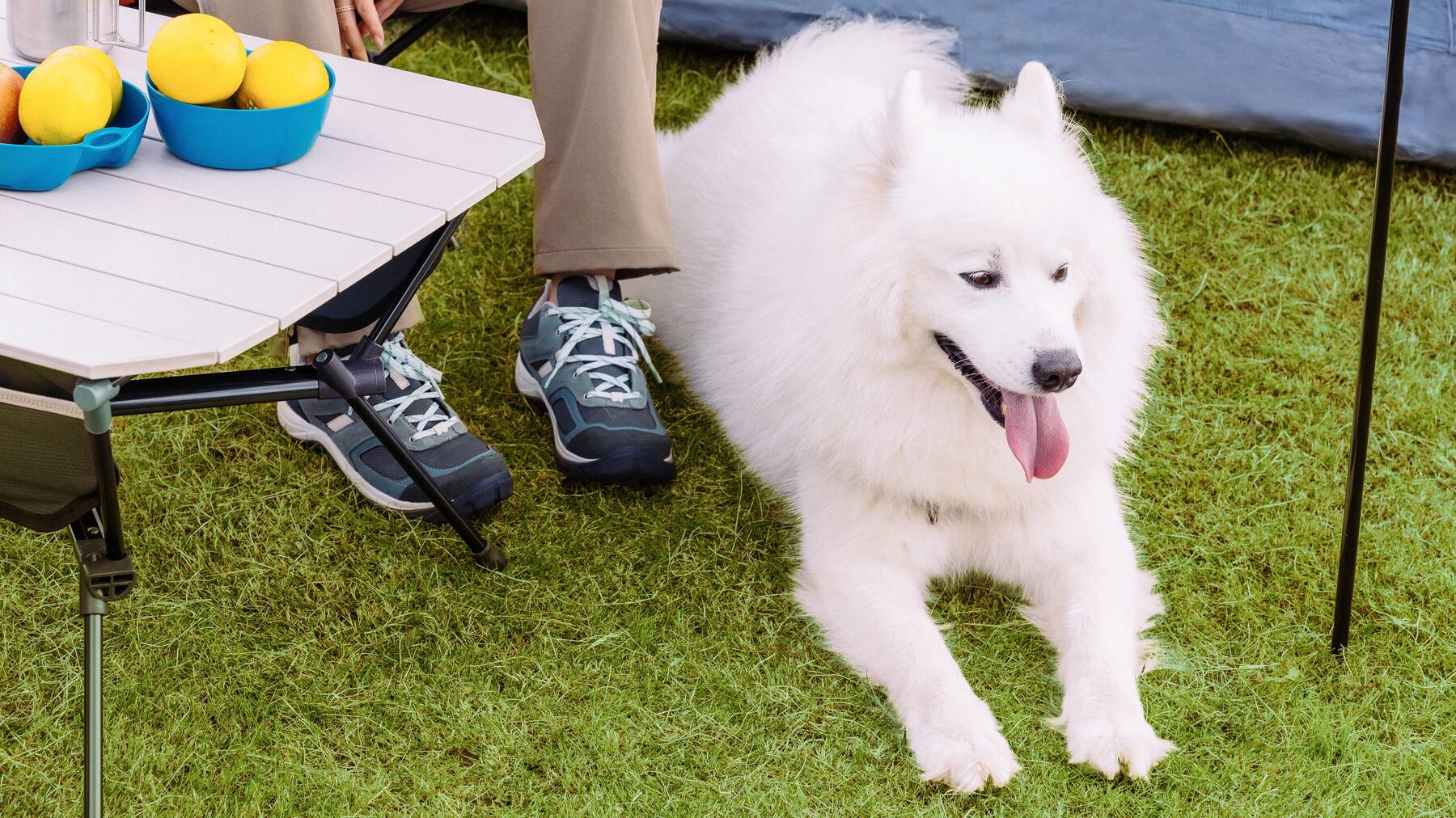 Camping mit Hund und Kindern ist ein nächstes Level für Anfänger