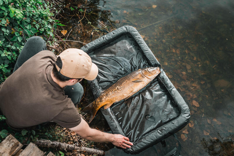 Cum alegi momeala pentru pescuitul la crap - criterii de care să ții cont