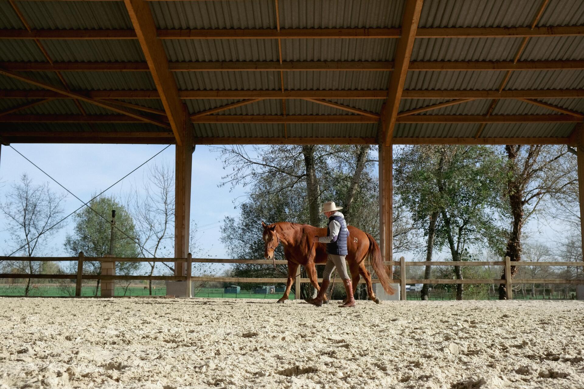 Dressur: alles wat je moet weten