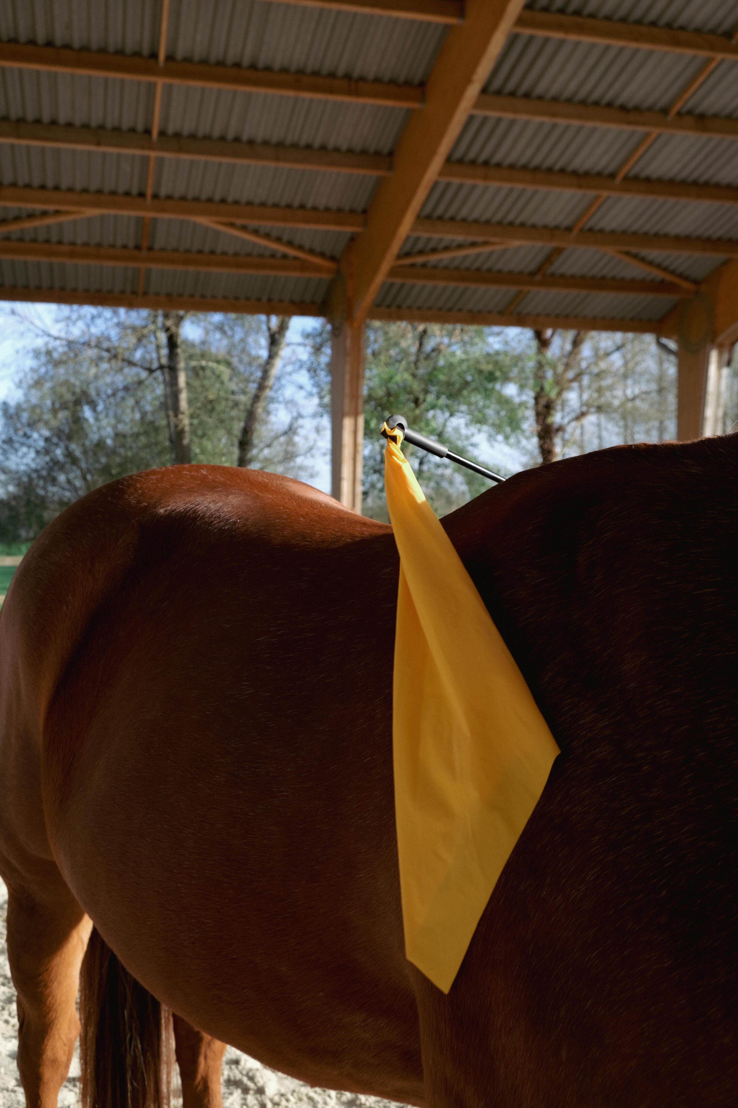 Horsemanship Stick mit Fahne  12/13
